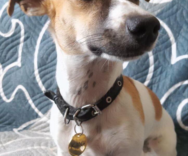 Адресники для собак и кошек.