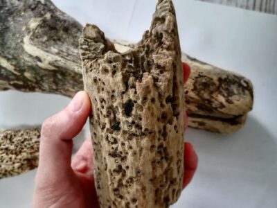 Продам дрифтвуд (морские коряжки) для декора интерьера или поделок.